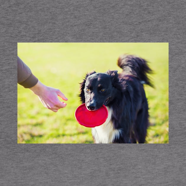 Dog fetch frisbee by 1STunningArt